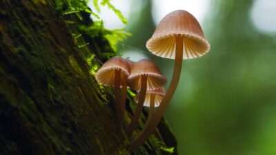 Teaser for Fantastic Fungi