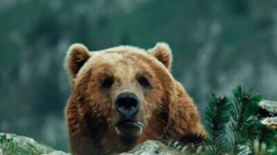 Teaser for The Bear