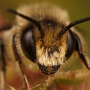 Buzz Bee