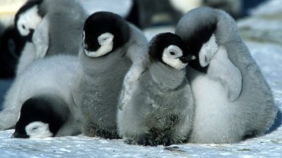 Teaser for March of the Penguins