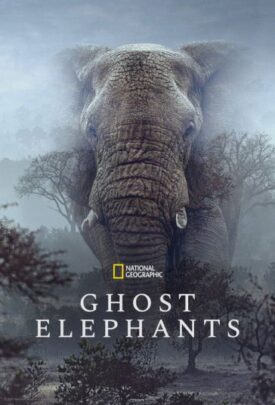 پوستر رسمی فیلم Ghost Elephants (2026)